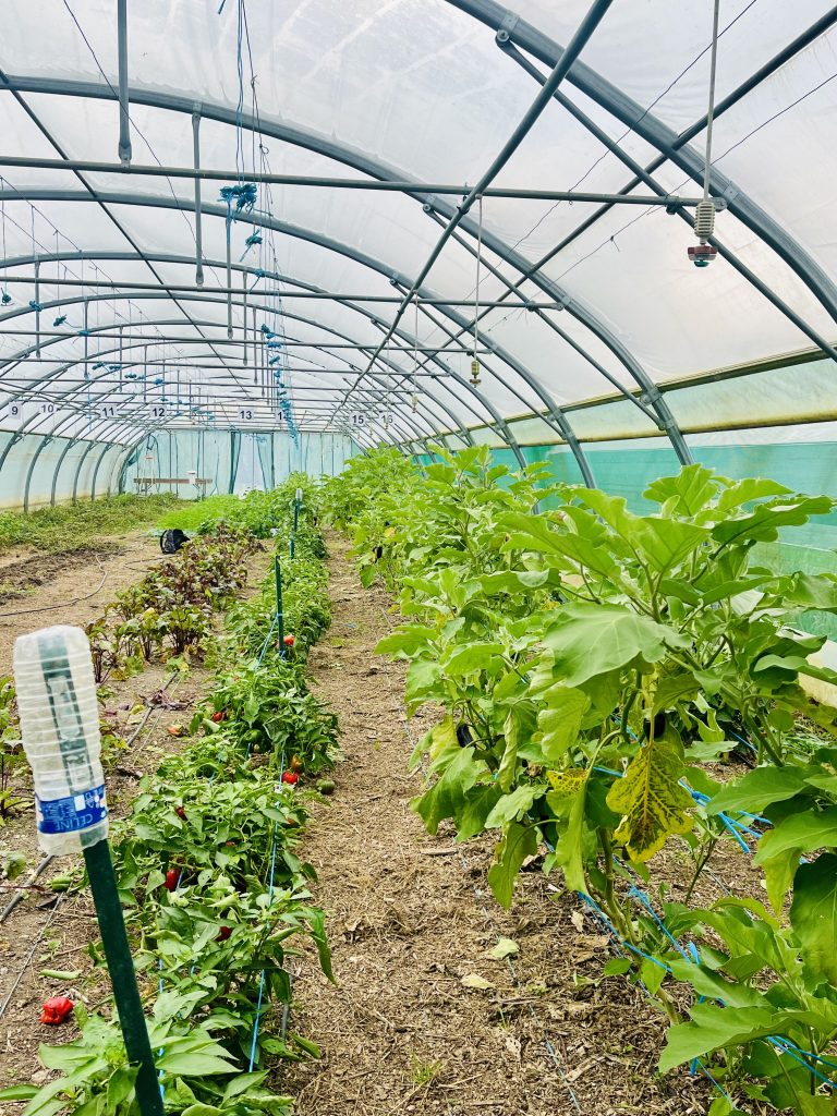 La culture de légumes sous serre chez ISA Entraide.