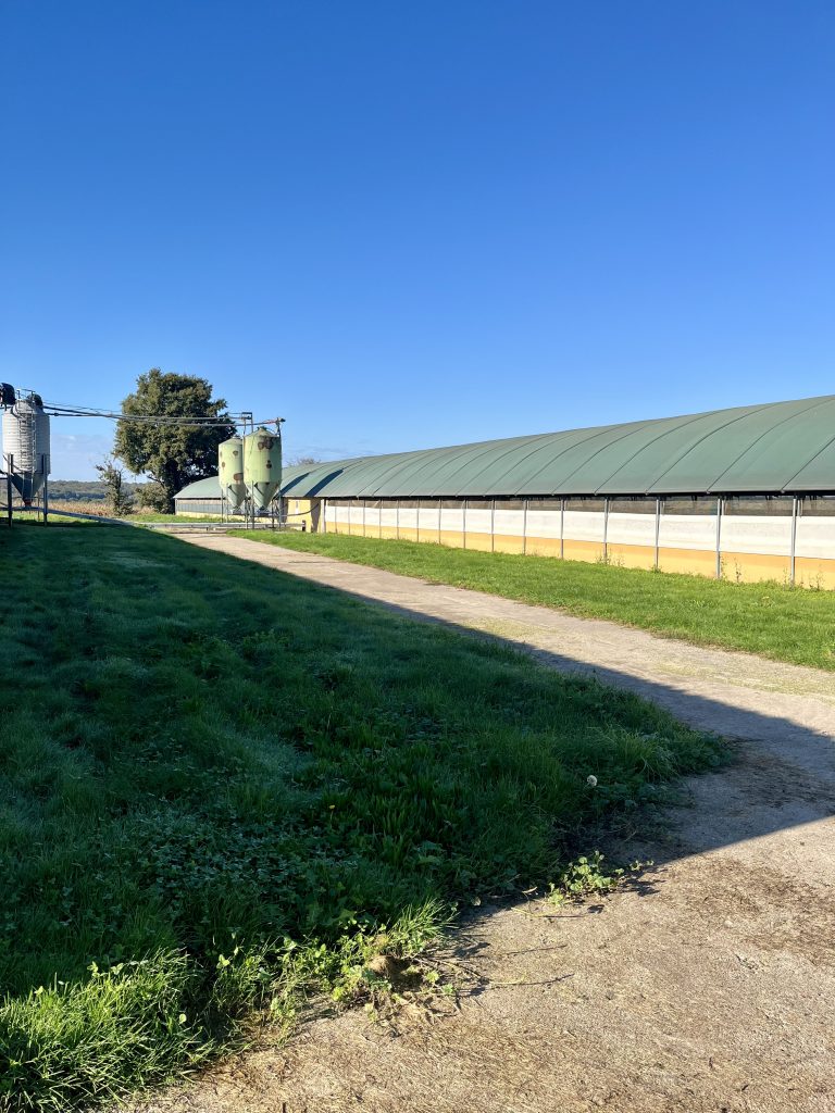 Le Père Choiseul : des œufs fermiers ancrés en Centre-Val de Loire
Depuis trois générations, Le Père Choiseul produit des œufs fermiers de qualité à Pierrefitte-ès-Bois (Loiret). L'entreprise familiale cultive ses propres céréales pour nourrir ses poules et maîtriser l'ensemble du processus, de l'élevage au conditionnement.
Avec près de 100 000 œufs pondus chaque jour , elle fournit de grandes surfaces, commerçants et grossistes en région Centre-Val de Loire et au-delà. Innovation et transmission sont au cœur de son développement, avec une ambition de se développer vers Tours et Paris. Adhérent de la marque © du Centre , Le Père Choiseul incarne un savoir-faire régional entre tradition et modernité.